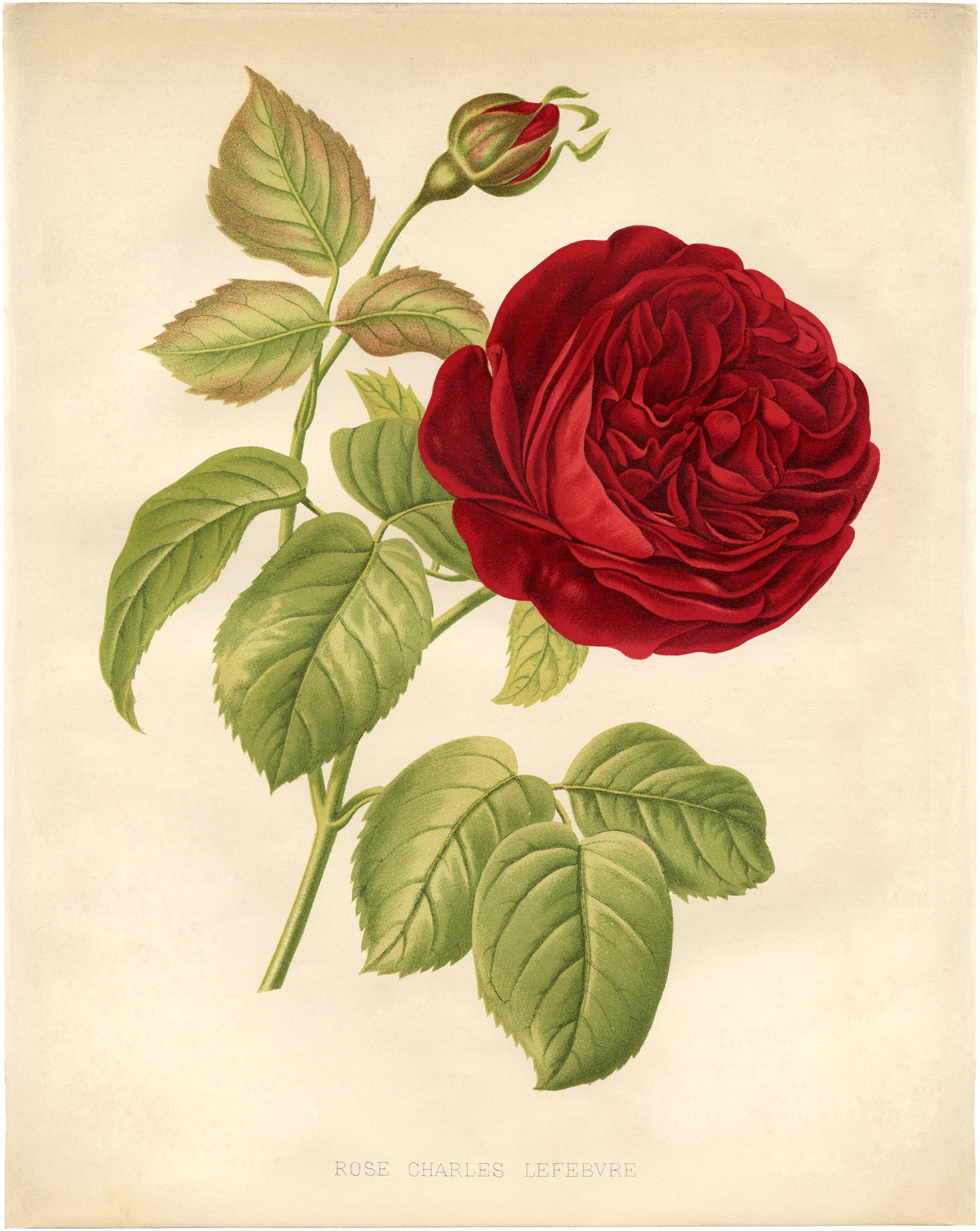 12 Red Rose Images Pictures And Printables The Graphics Fairy