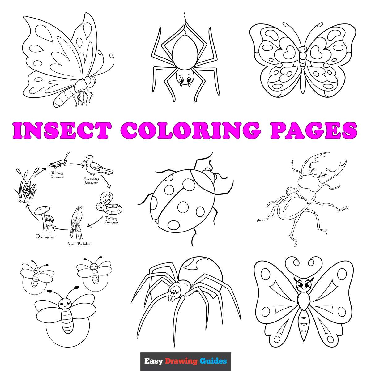 Free Printable Pictures Of Bugs And Insects