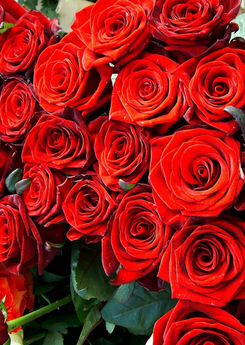 Free Printable Pictures Of Red Roses
