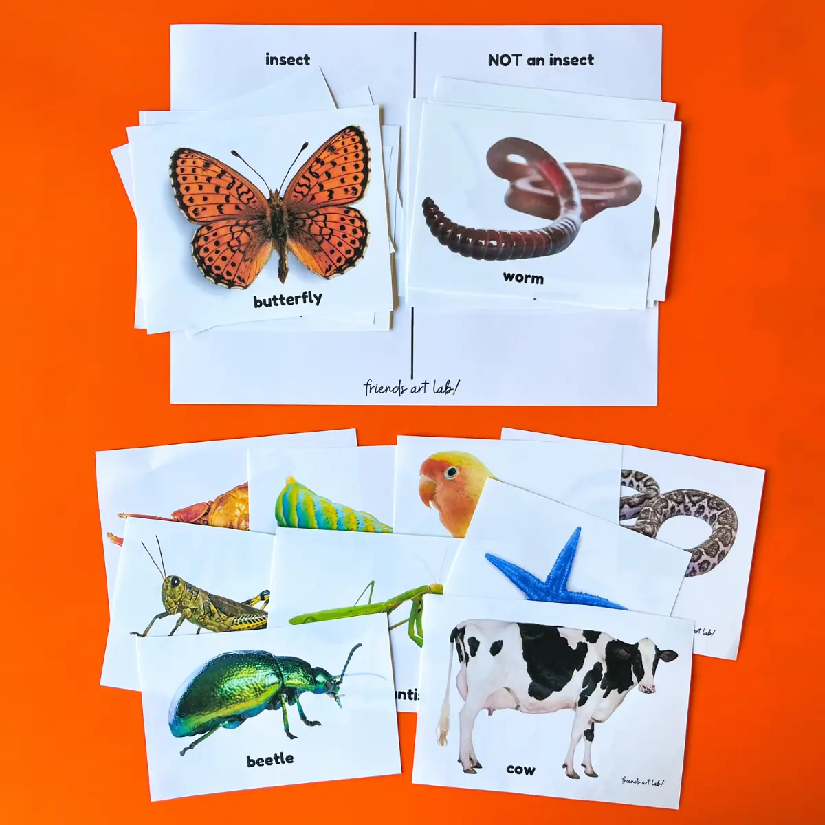 Insect Vs Non Insect Photo Sort FREE Printable Friends Art Lab