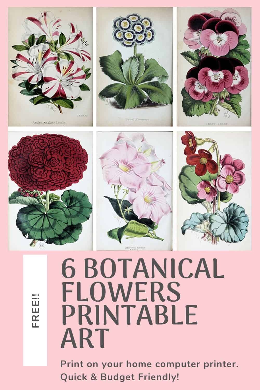 Free Printable Flowers