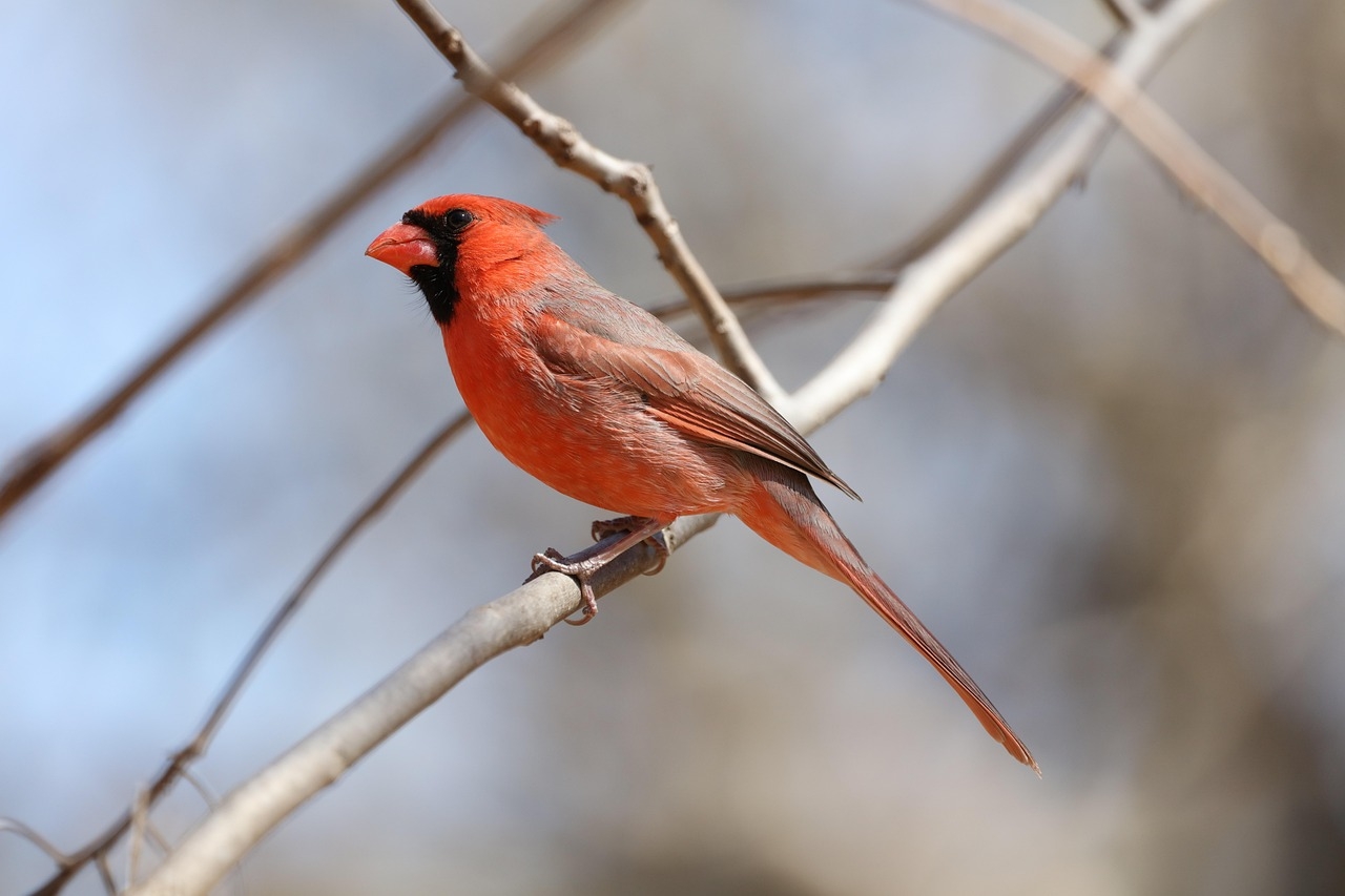 Free Printable Cardinal Bird Images Free Printable Cardinal Bird Images