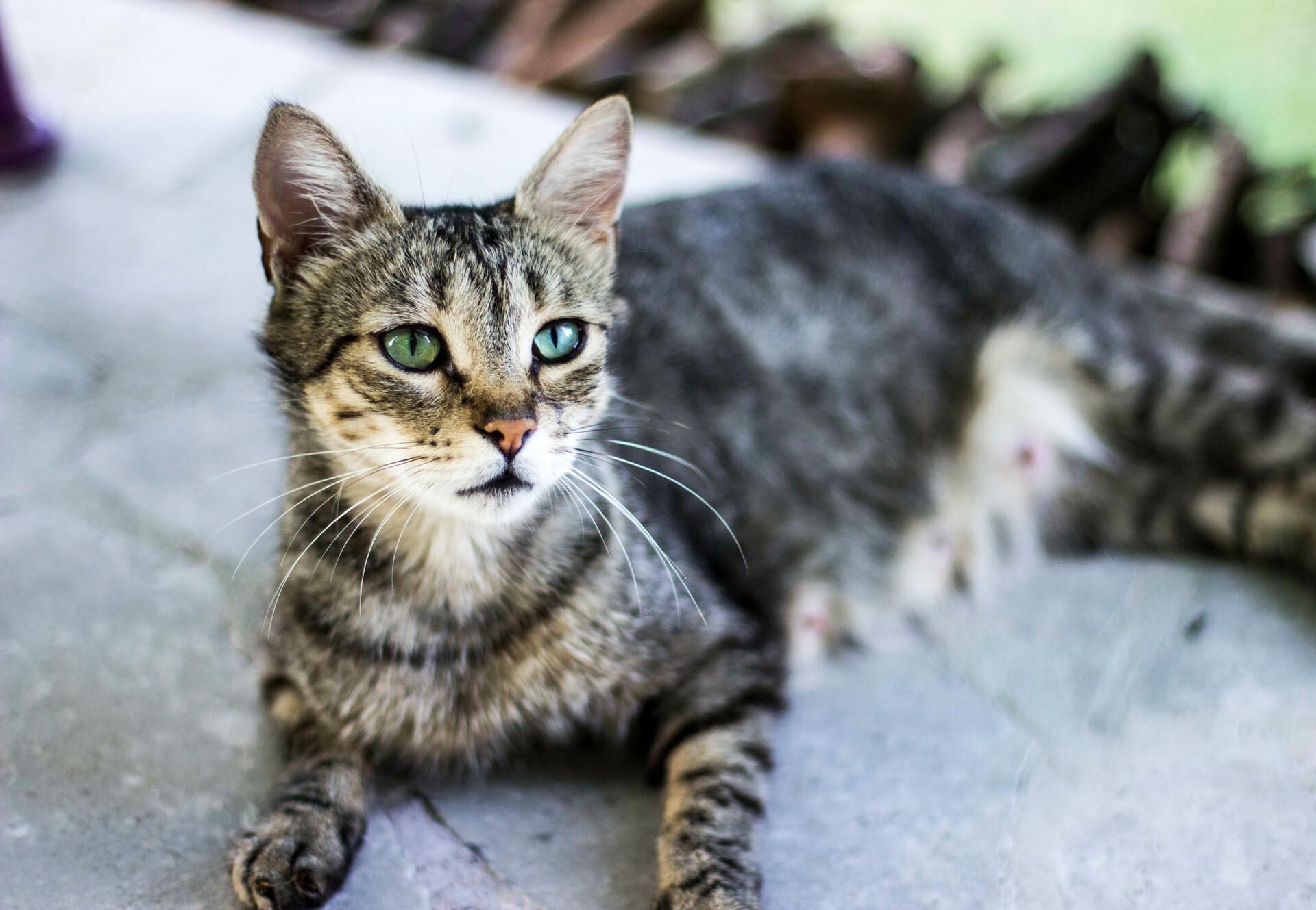 10 Facts About Cats FOUR PAWS International Animal Welfare Organisation