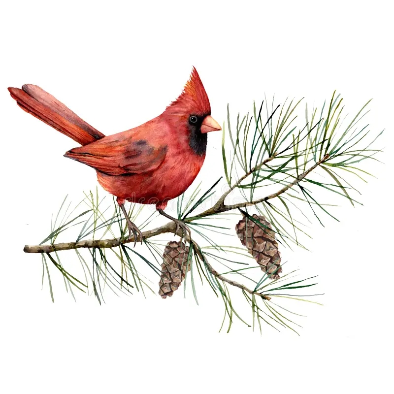 11 628 Cardinal Bird Stock Photos Free Royalty Free Stock Photos From Dreamstime 11 628 Cardinal Bird Stock Photos Free Royalty Free Stock Photos From Dreamstime