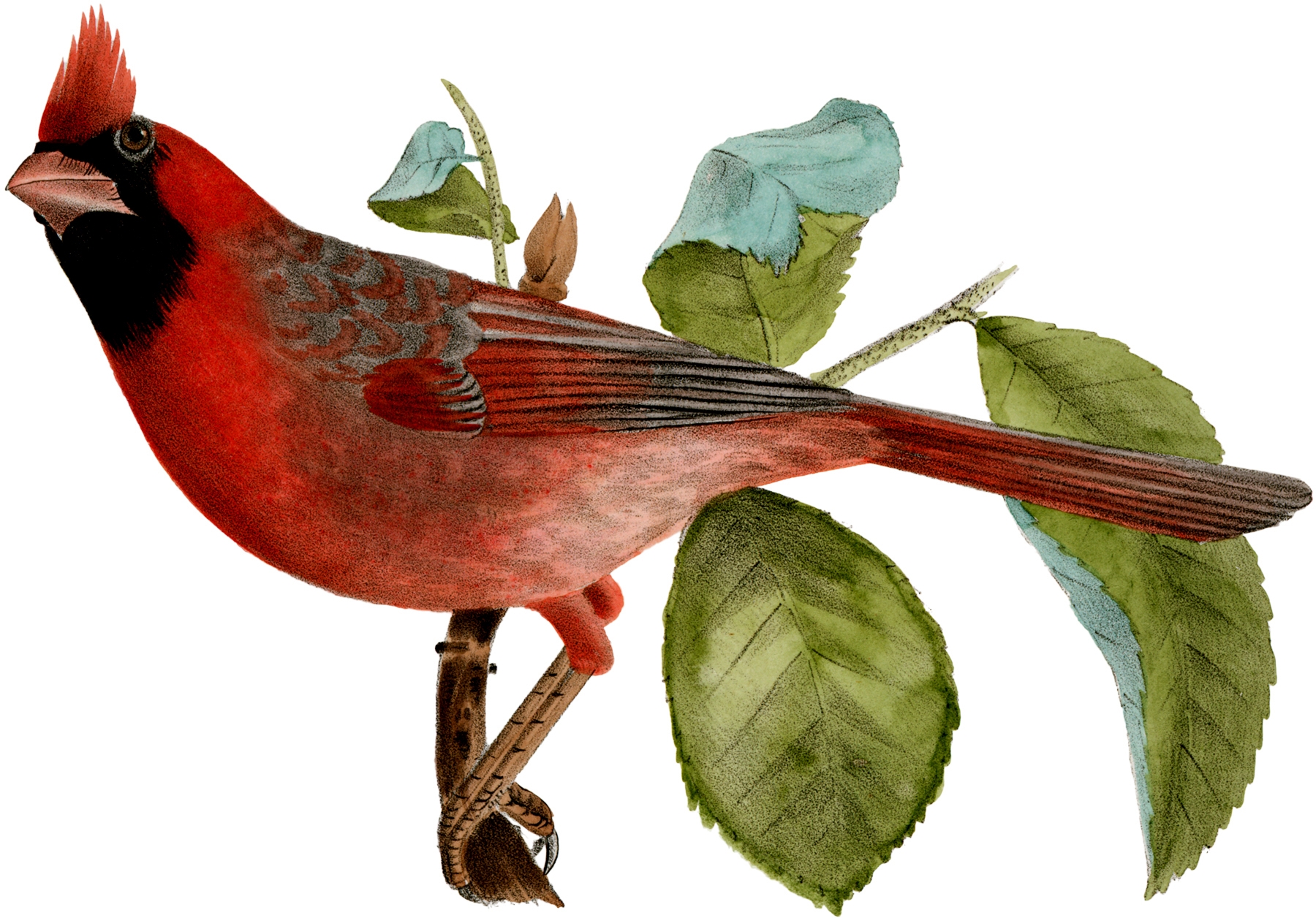 12 Cardinal Pictures Beautiful Birds The Graphics Fairy 12 Cardinal Pictures Beautiful Birds The Graphics Fairy