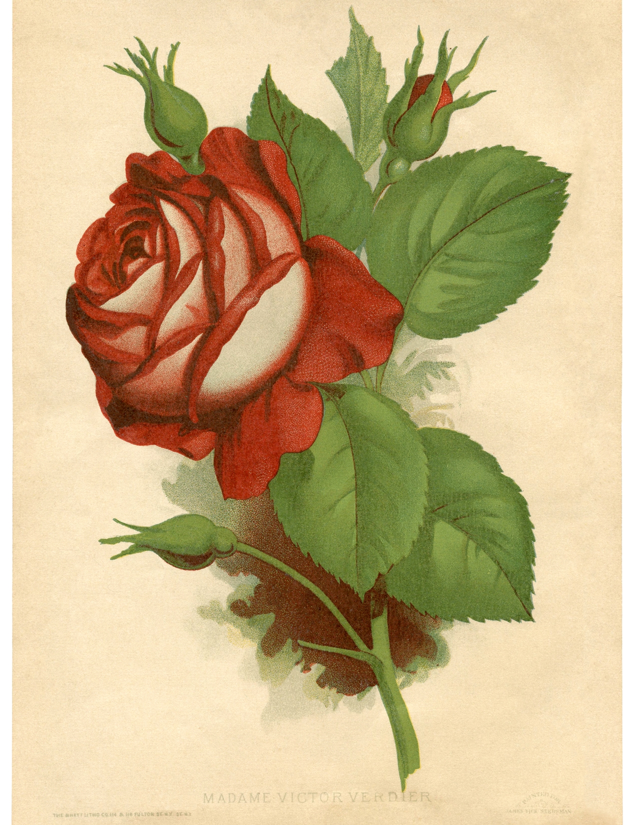 Free Printable Flowers Images