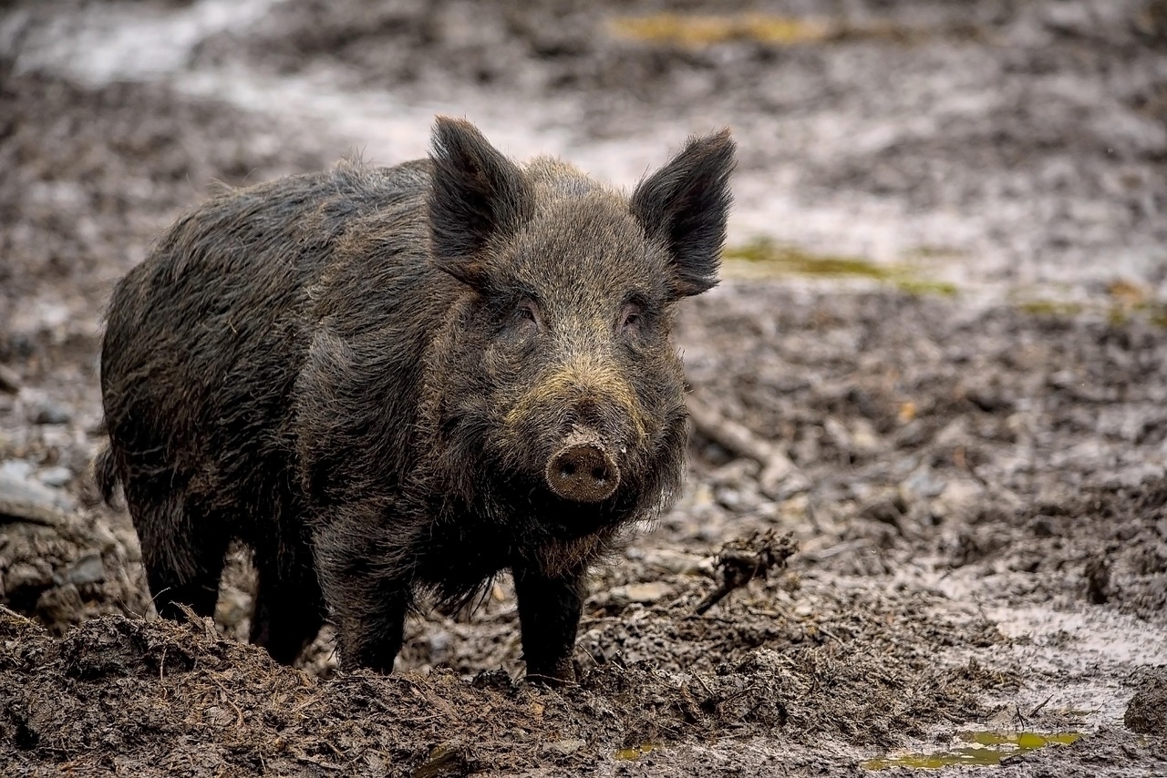 200 Free Swine Pig Images Pixabay
