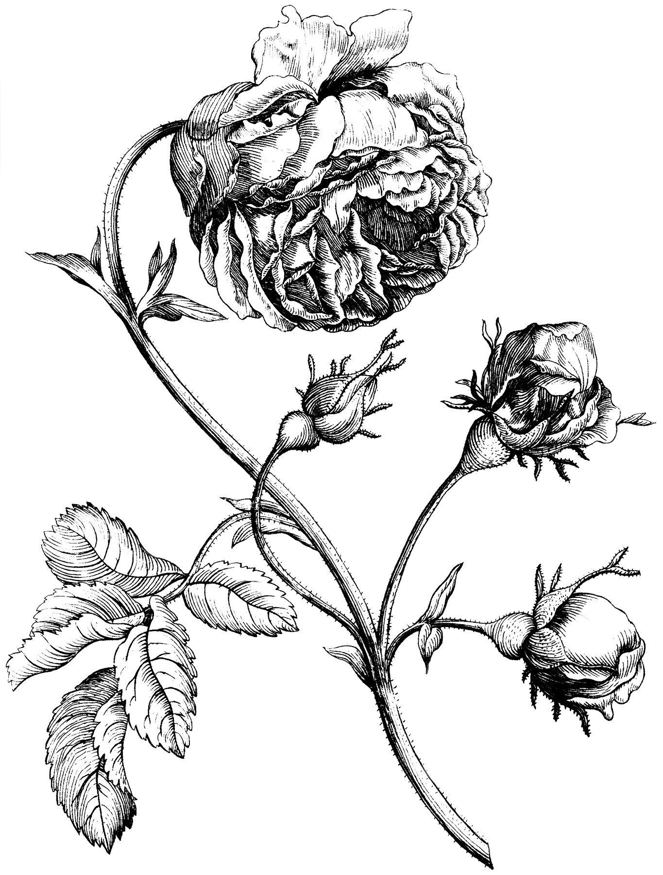 24 Flower Clipart Black And White The Graphics Fairy