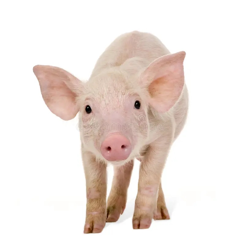 240 745 Pig Stock Photos Free Royalty Free Stock Photos From Dreamstime