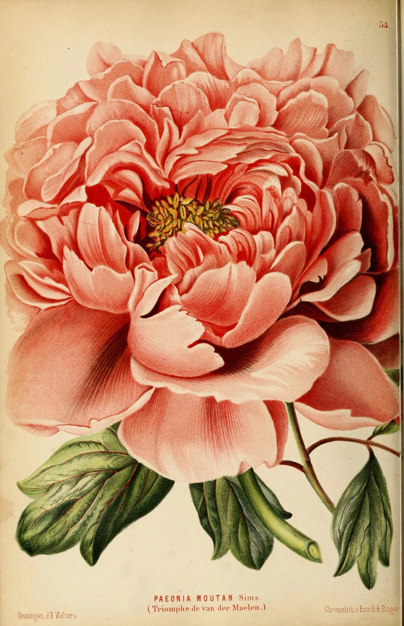 25 Free Printable Vintage Floral Images Remodelaholic