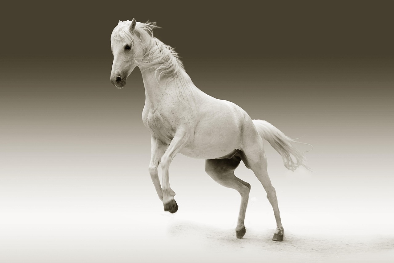 30 000 Free Horse Print Horse Images Pixabay