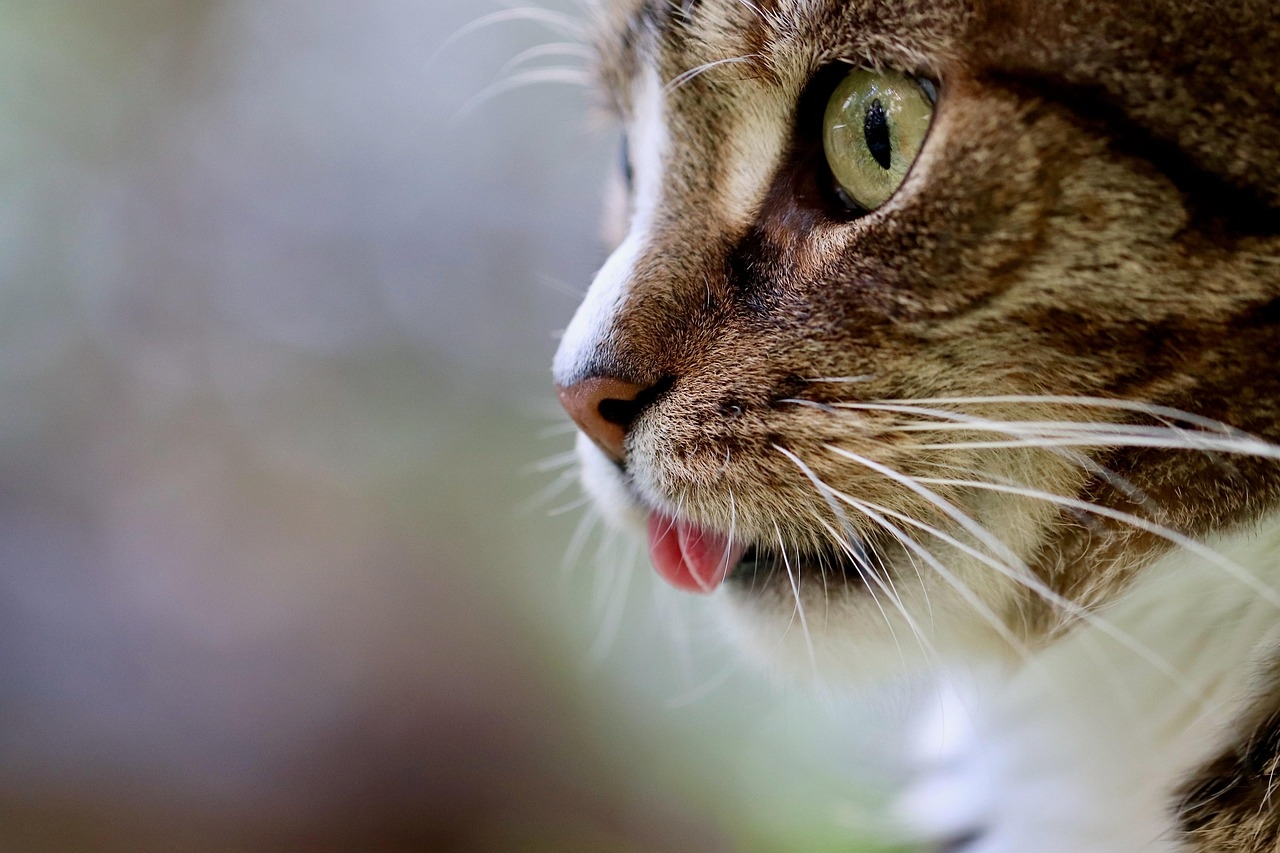 50 000 Best Free Cat Pictures Images HD Pixabay