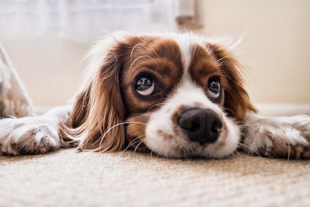 50 000 Free Dog Animal Images Pixabay