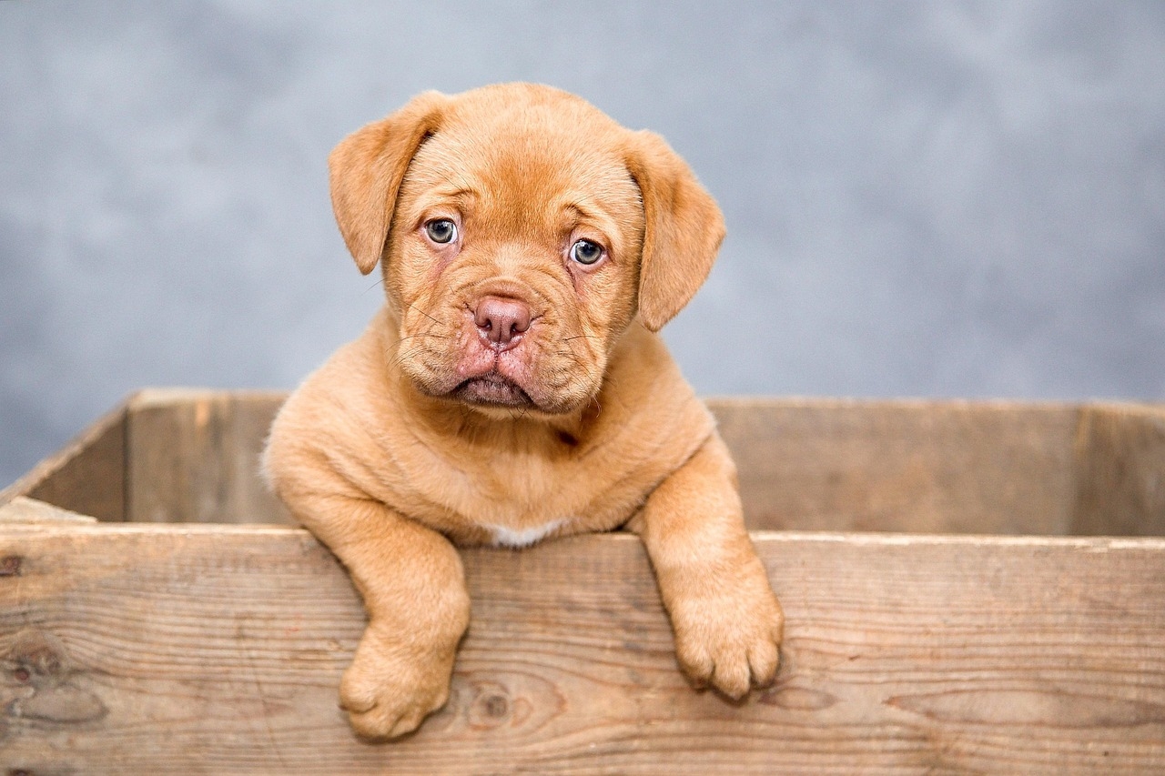 50 000 Free Dog Animal Images Pixabay
