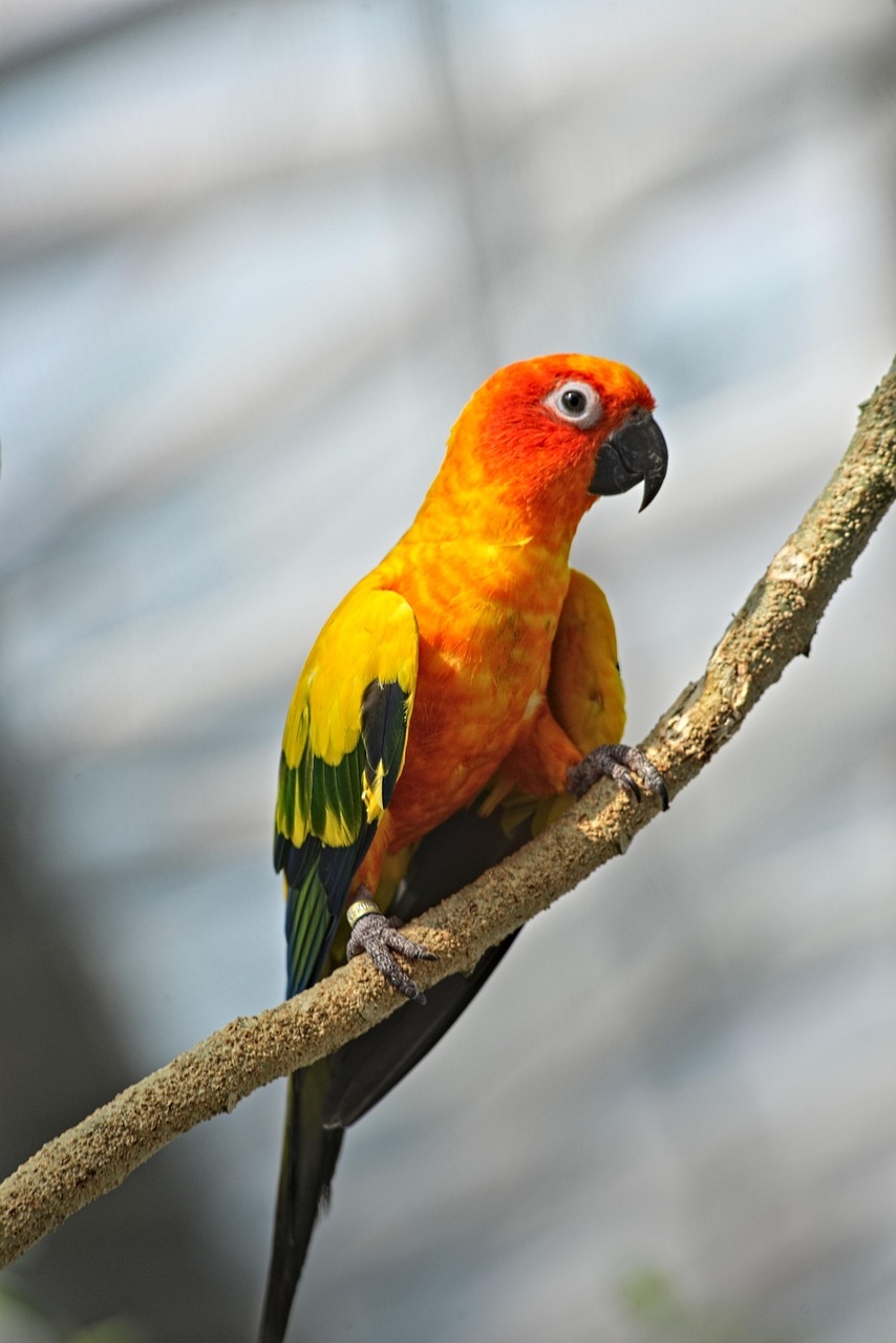 6 000 Free Parrot Nature Images Pixabay