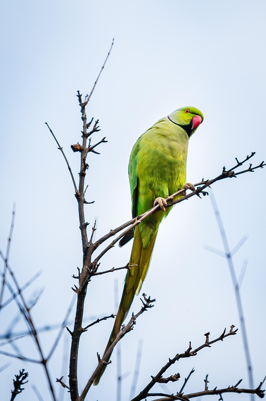 6 000 Free Parrot Nature Images Pixabay