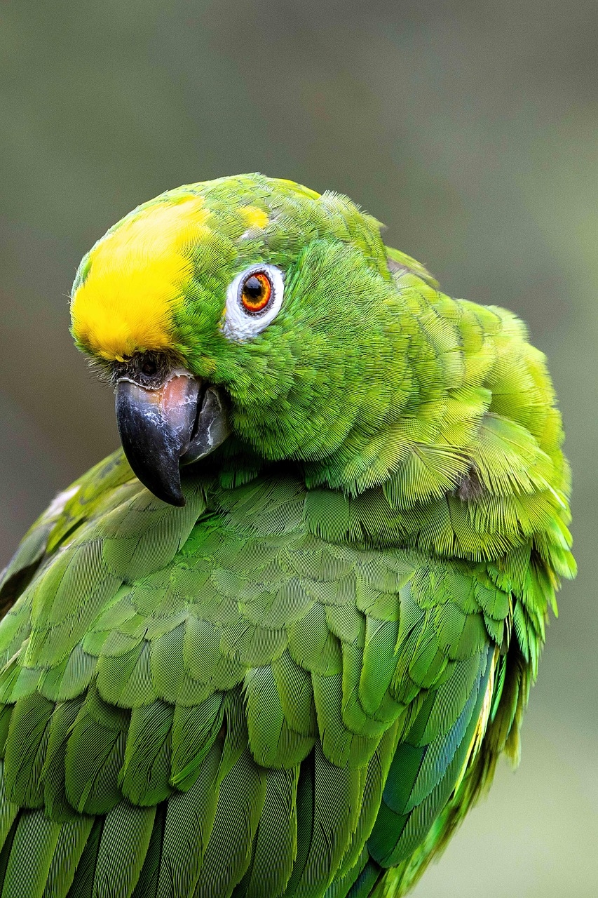 6 000 Free Parrots Nature Images Pixabay