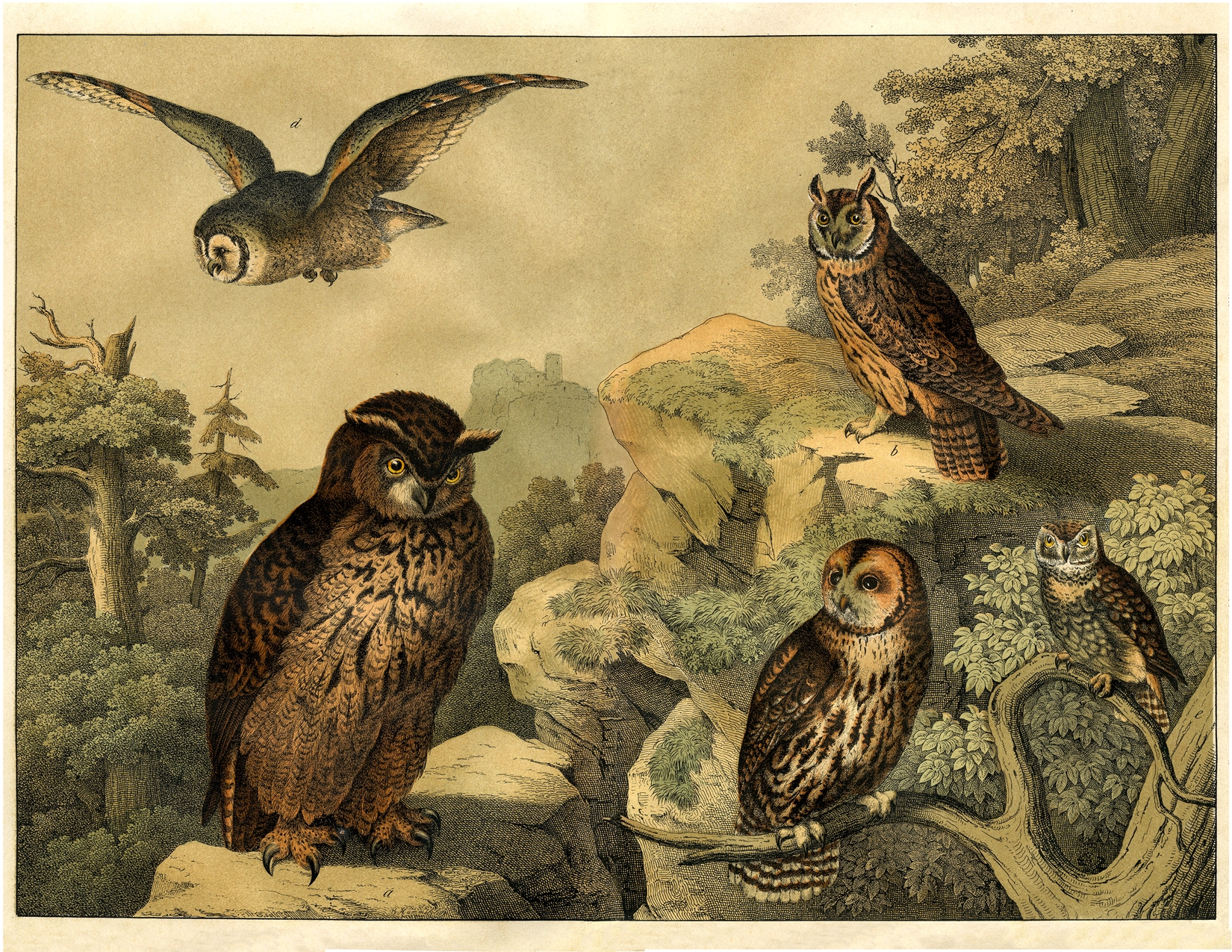 7 Owl Printables The Graphics Fairy