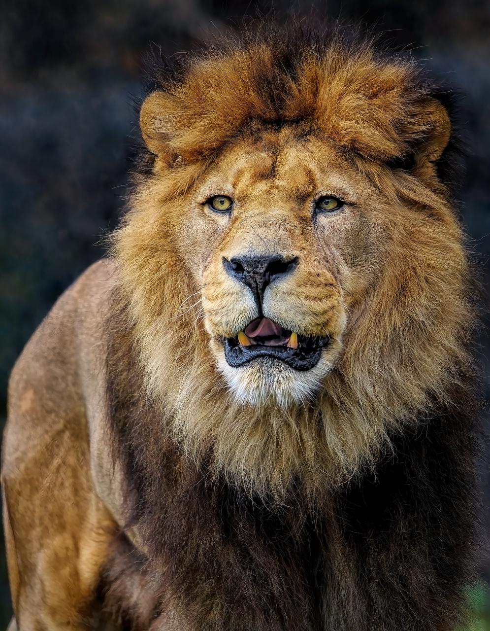 9 000 Best Lion Images Free HD Stock Photos Pixabay
