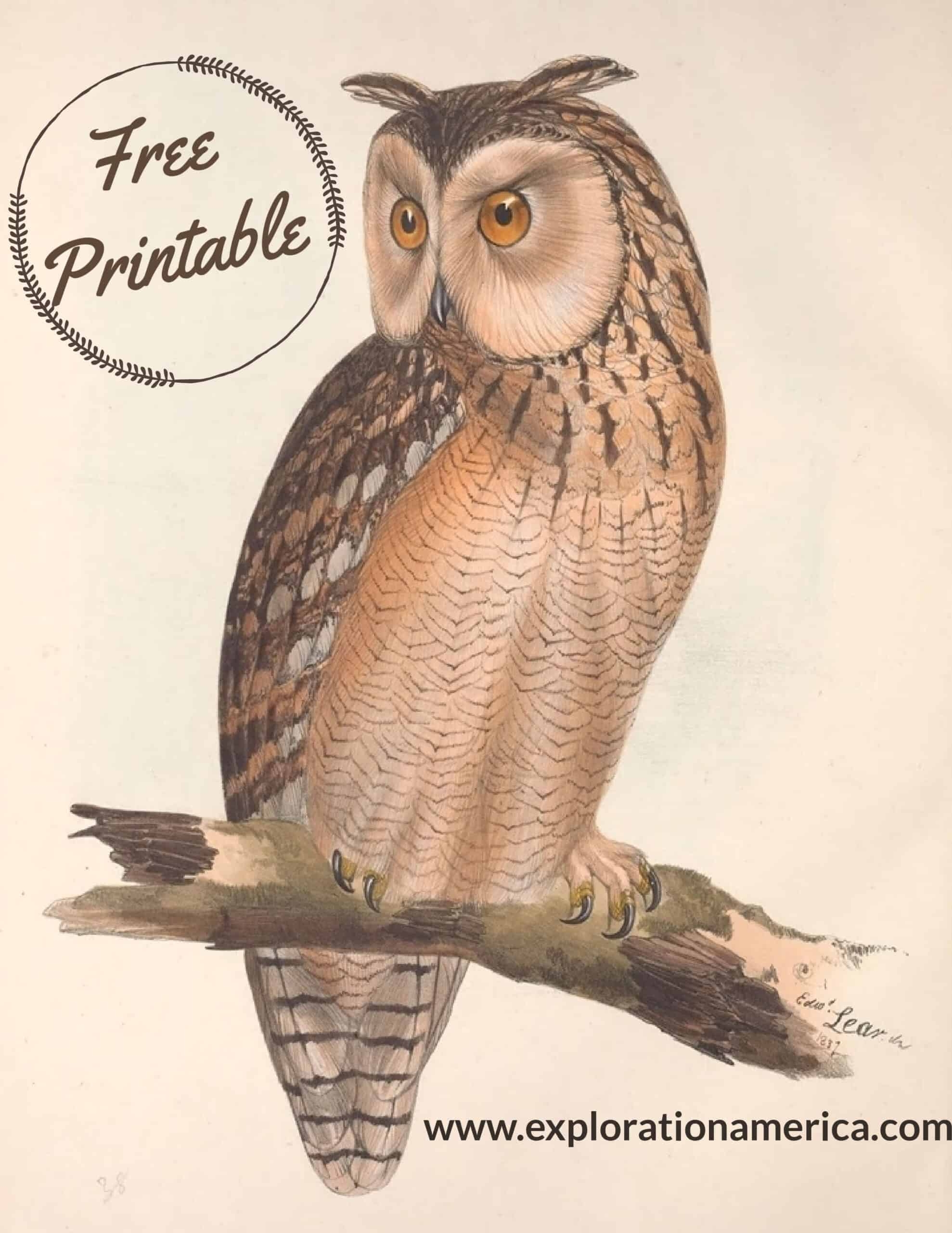 Free Printable Photos Of Owls
