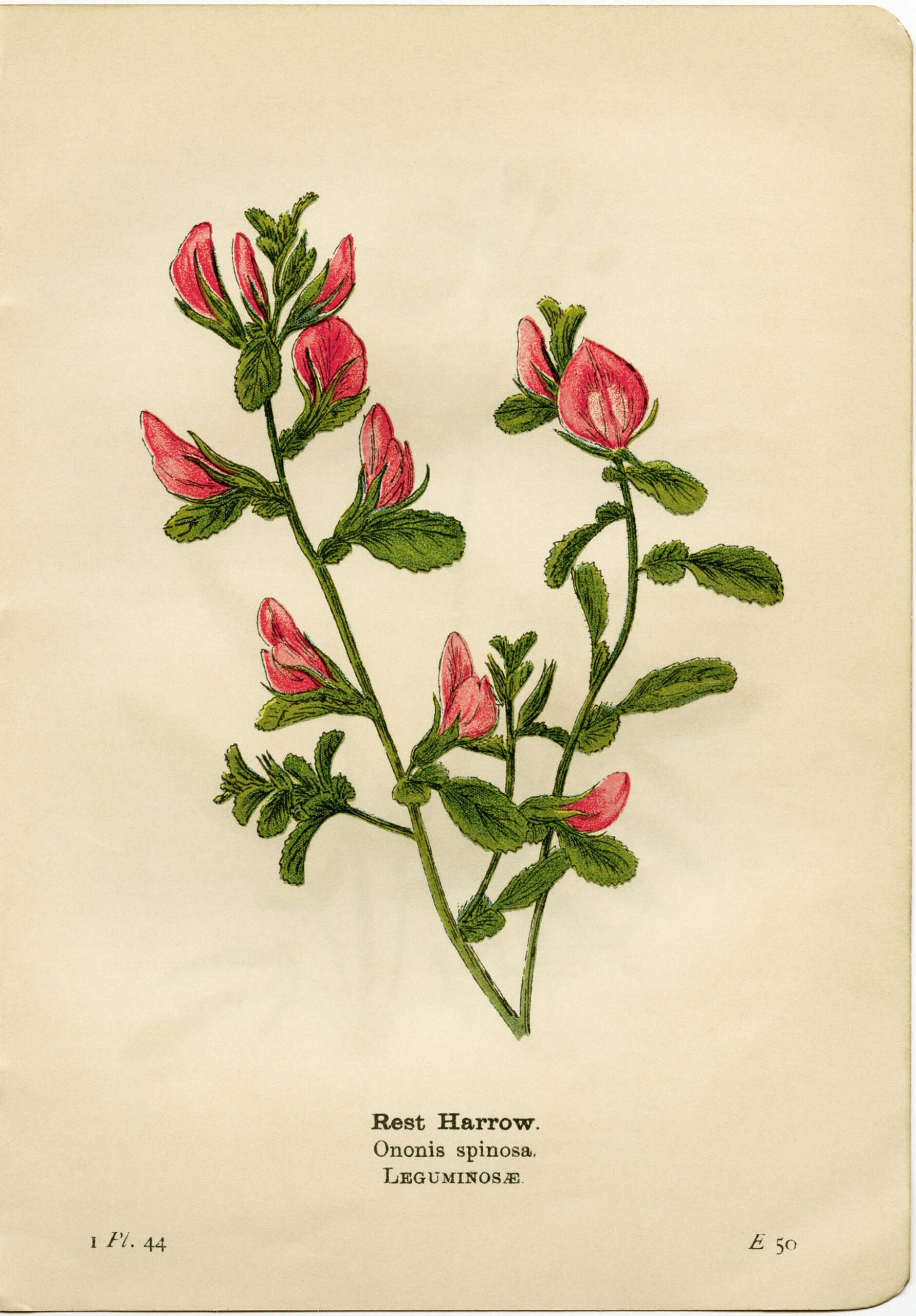 Free Printable Vintage Pink Flower Clip Art The Old Design Shop