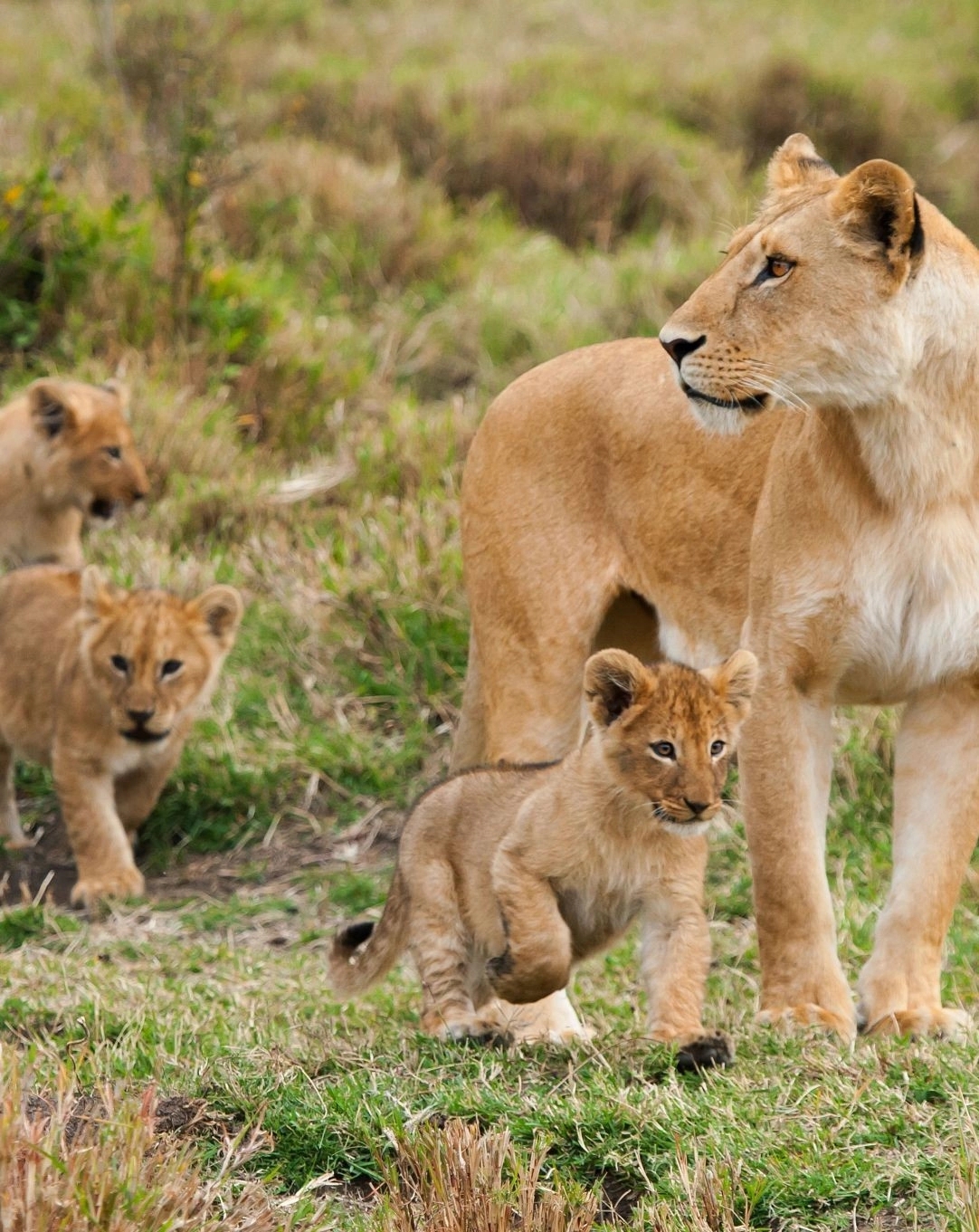 Free Printable Photos Of Lions