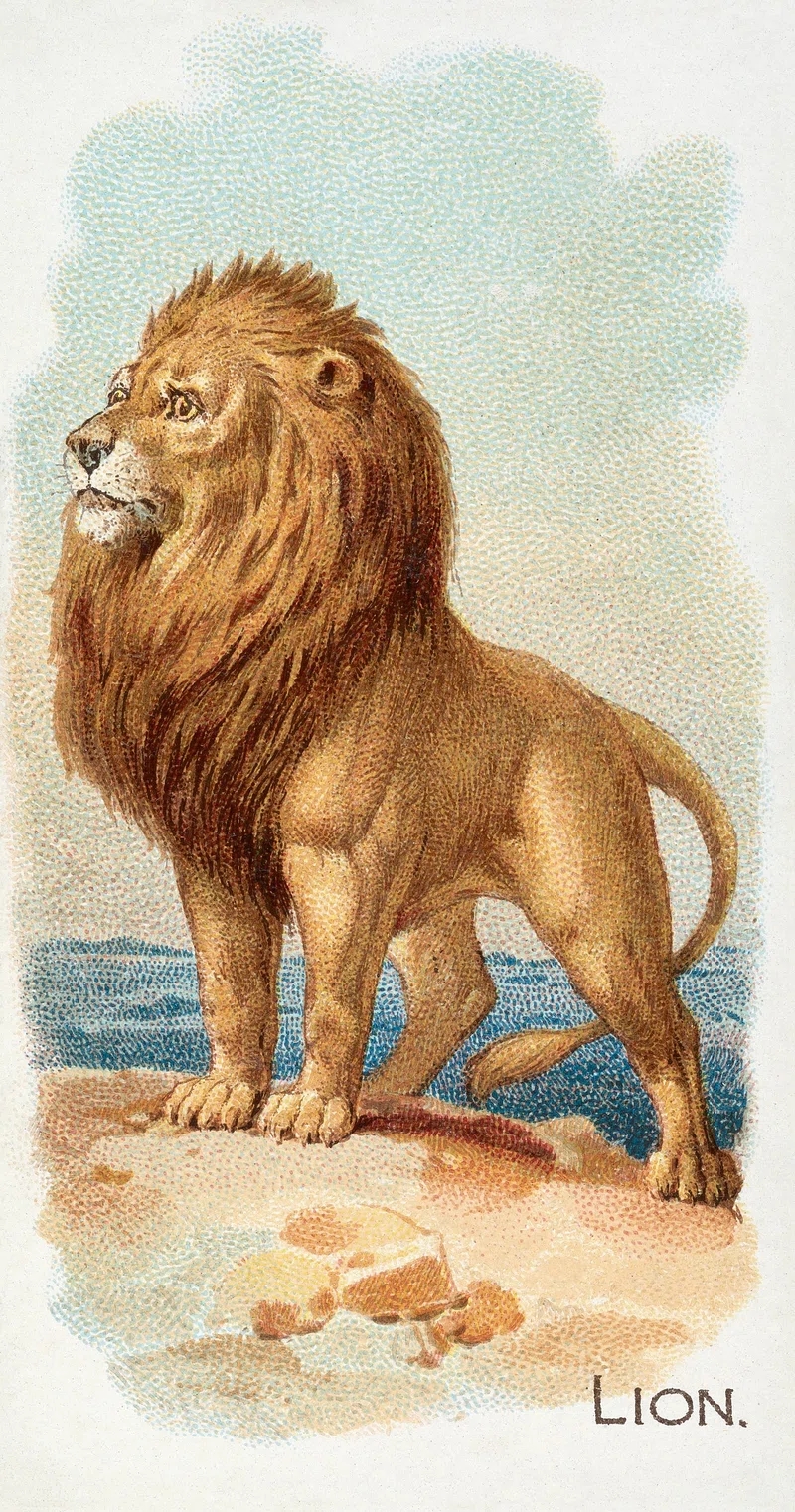 Lion Public Domain Images Free Photos PNG Stickers Wallpapers Backgrounds Rawpixel
