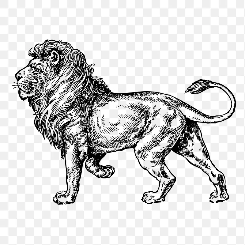 Lion Public Domain Images Free Photos PNG Stickers Wallpapers Backgrounds Rawpixel
