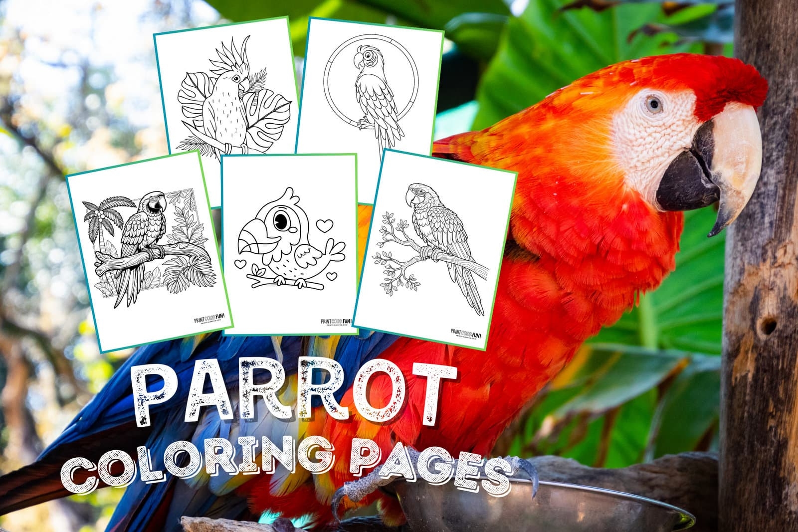 Parrot Clipart Coloring Pages 10 Fun Parrot themed Activities For Kids Create Craft Learn With Flair At PrintColorFun