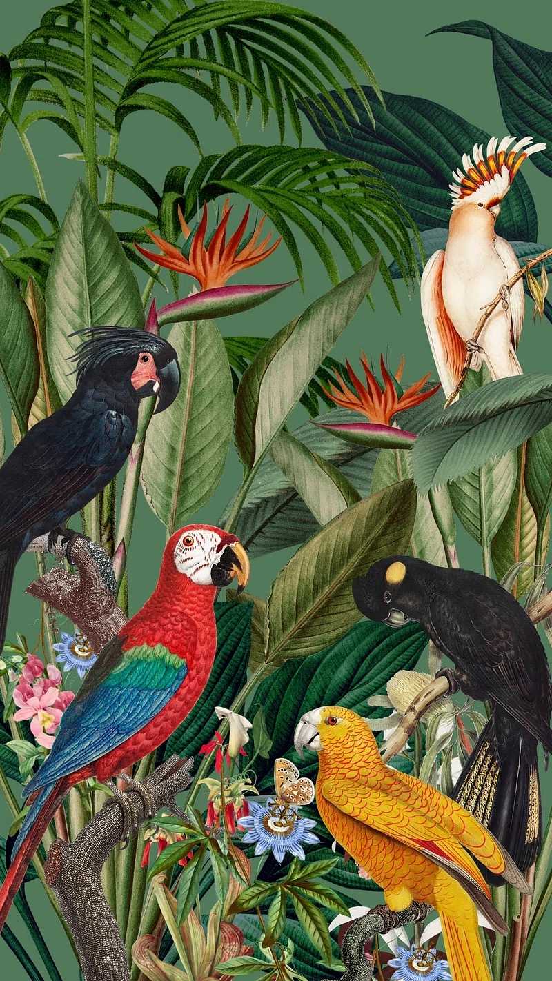 Free Printable Photos Of Parrots