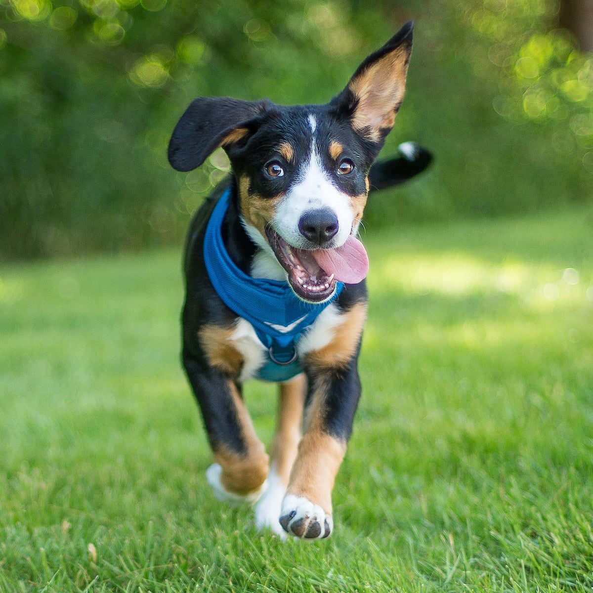 Free Printable Photos Of Dogs